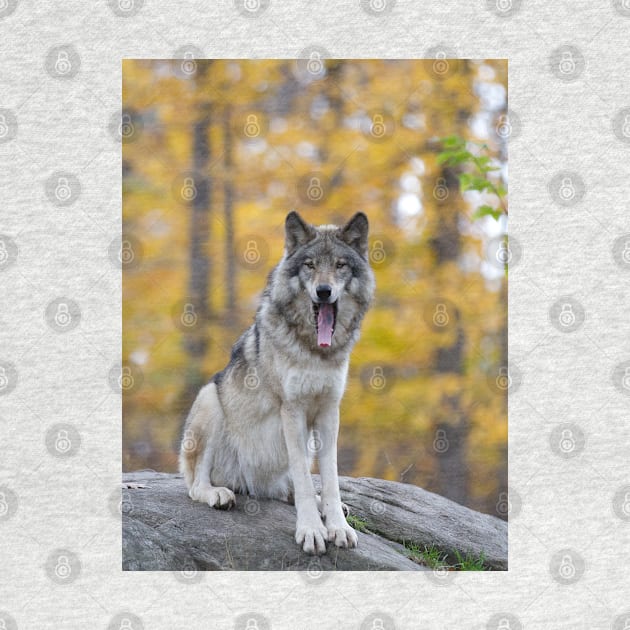 Timber Wolf by Jim Cumming